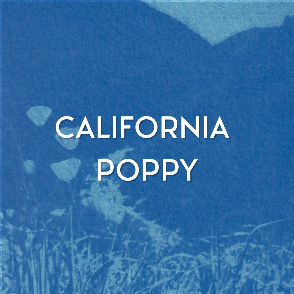 CALIFORNIA POPPY COLLECTION