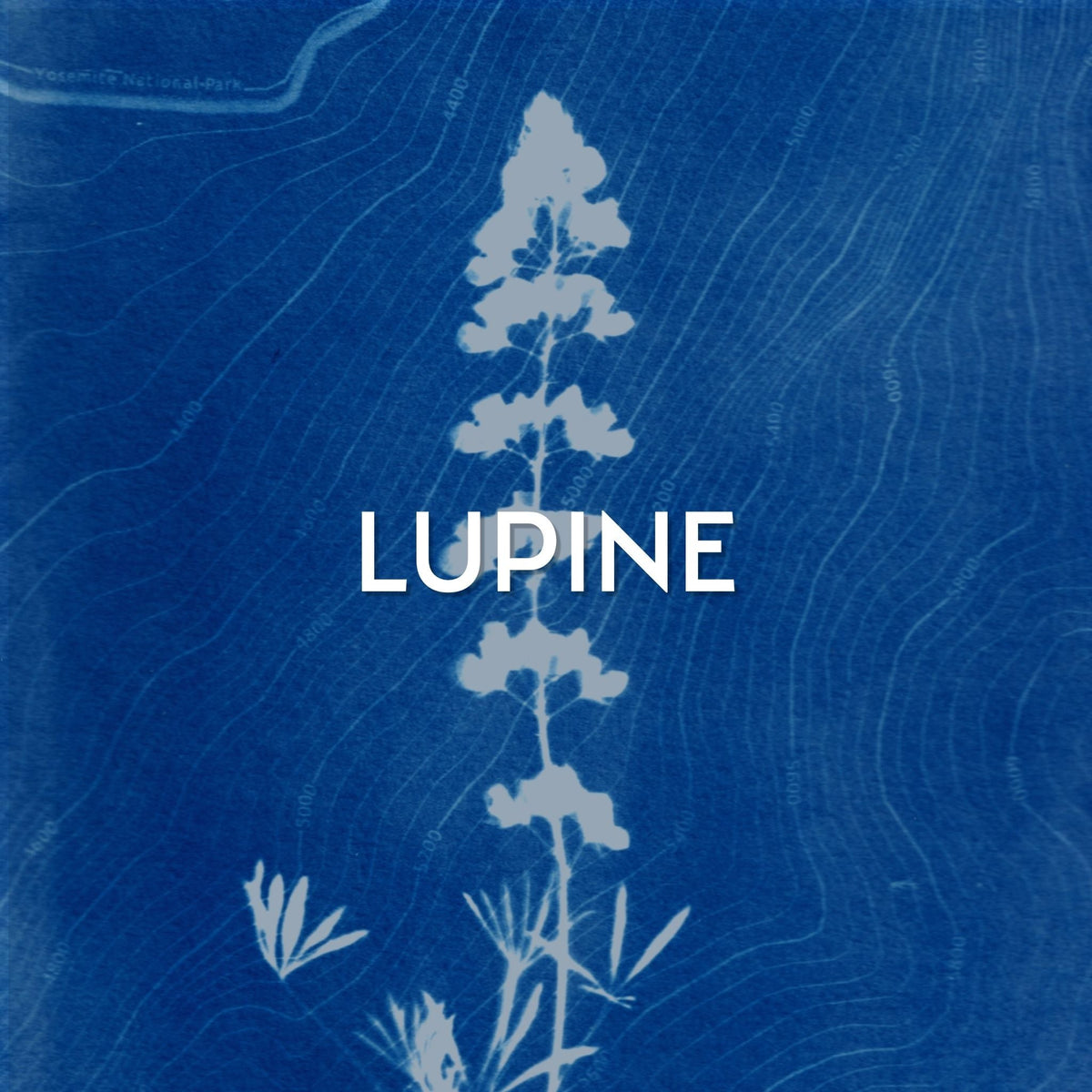 LUPINE COLLECTION
