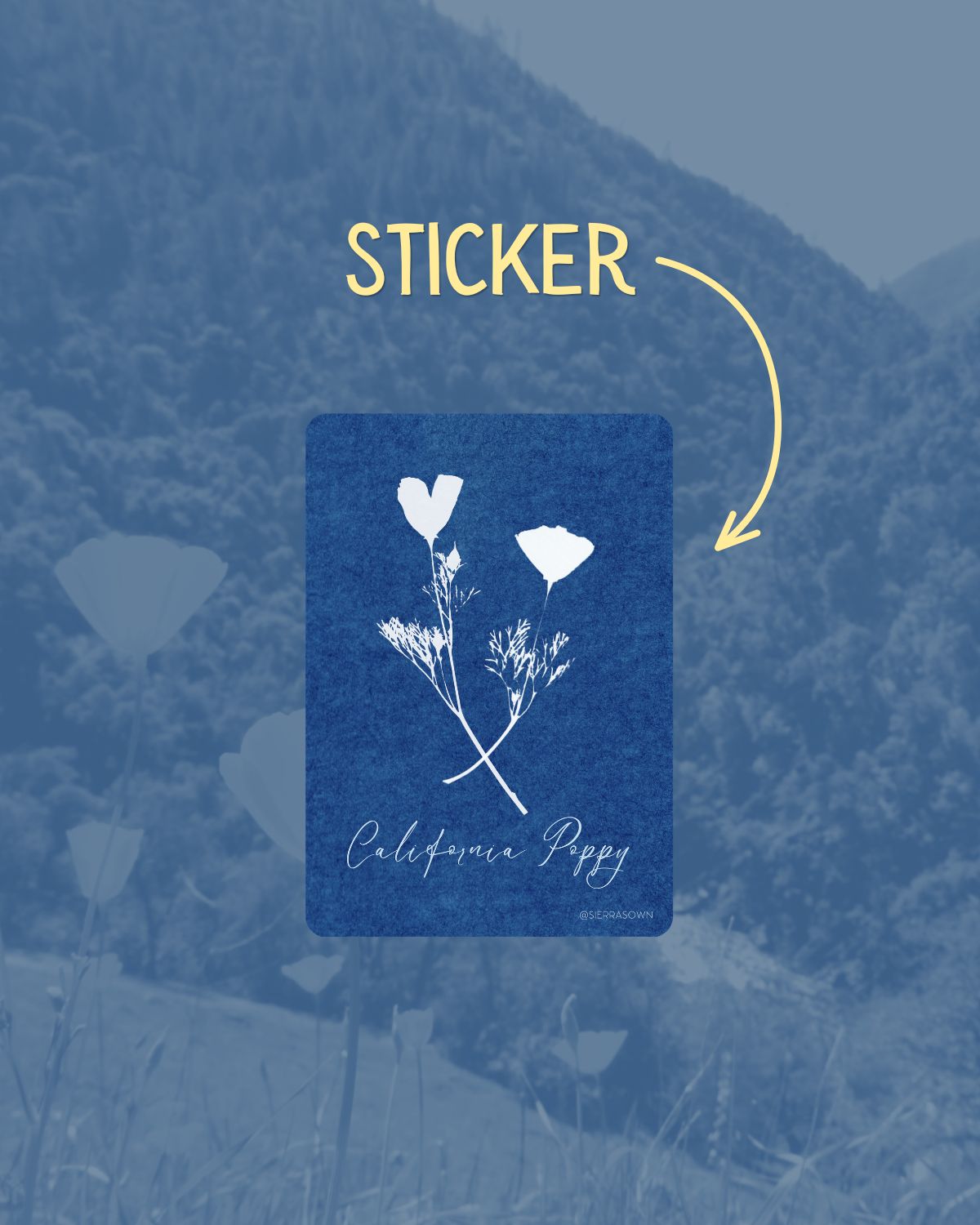Letters from the Sierra: June 2026